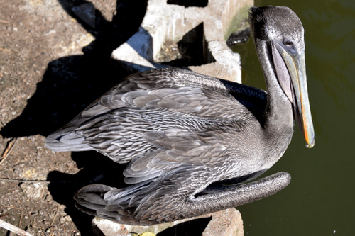 World of Birds Wildlife Sanctuary.